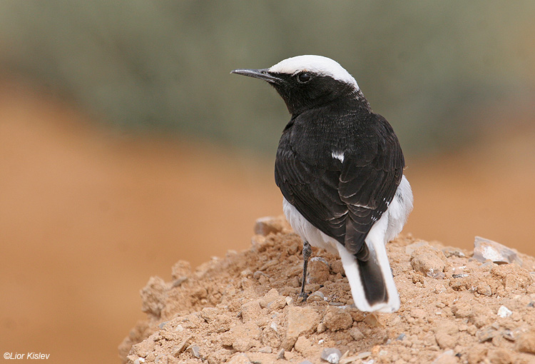    Hooded Wheatear  Oenanthe monacha                       ,, 2008.: 